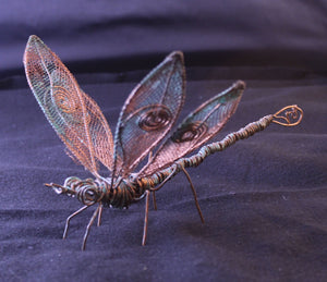 Copper Dragon Fly