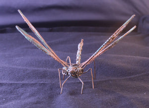 Copper Dragon Fly